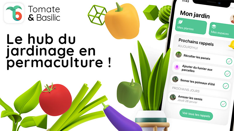 Tomate et Basilic