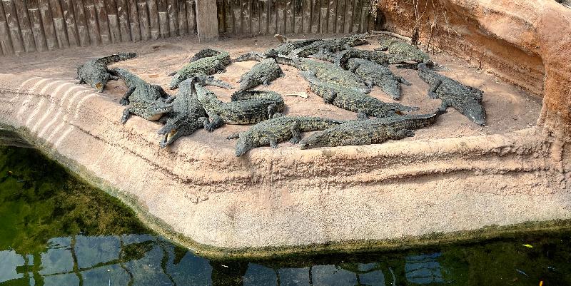 Terre de dragons près de Poitiers : une aventure entre crocodiles et plantes exotiques