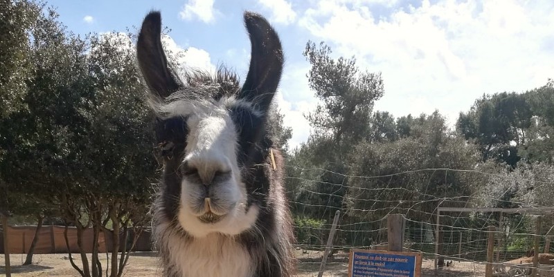 Élevage de lamas dans le Var