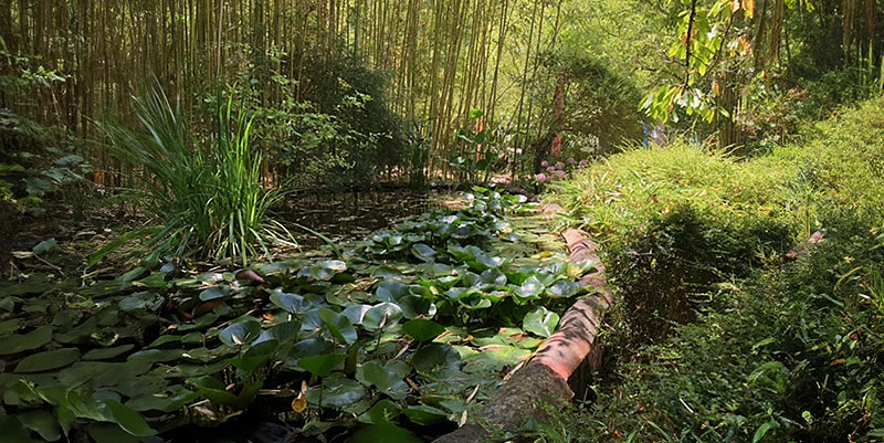 Les bambous du Mandarin dans le Var