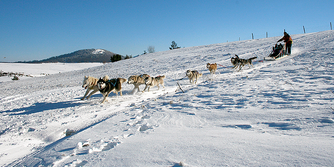 Balade en chien de traîneau au Sancy