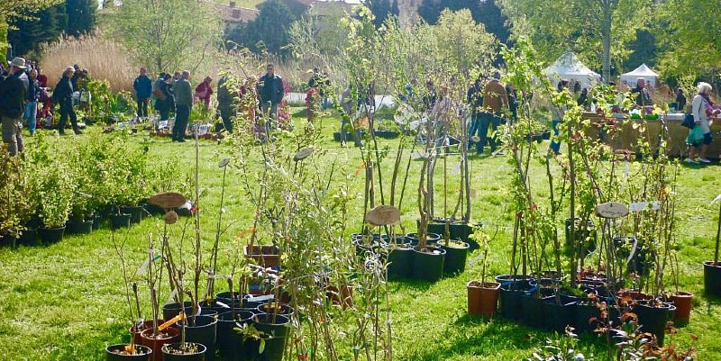La fête des plantes rares dans le Vaucluse