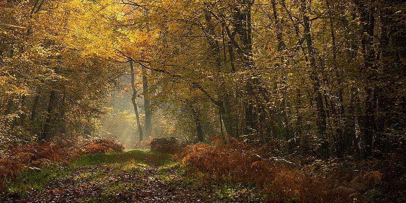La Forêt domaniale d'Orléans
