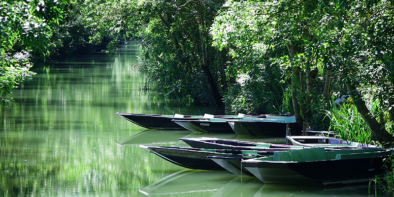 Le marais poitevin
