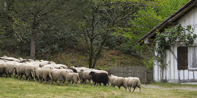 L'écomusée de Marquèze dans les Landes