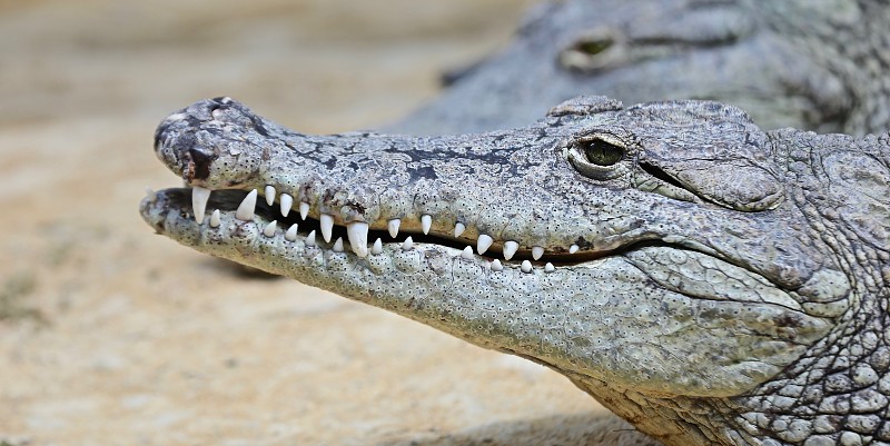 "La Ferme aux Crocodiles " à Pierrelatte, près de Montélimar