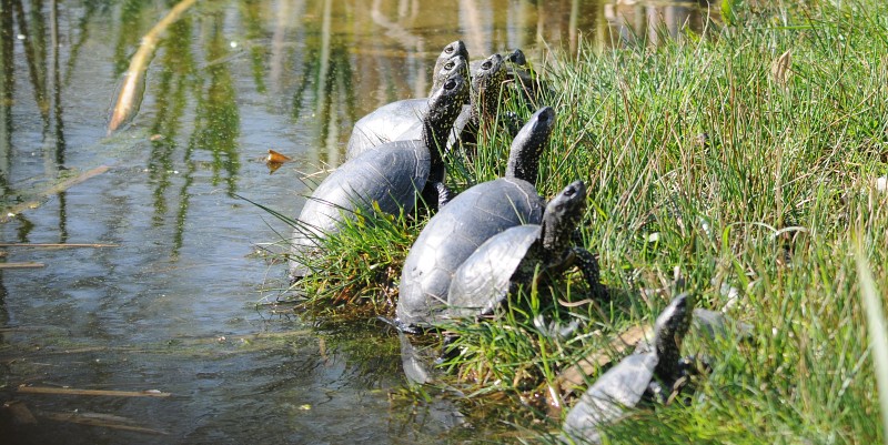 Nurserie de tortues cistudes au Parc de la Haute Touche