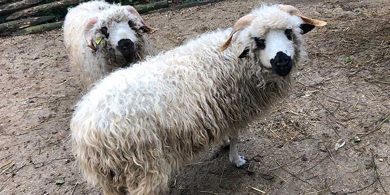 La Ferme Exotique de Cadaujac
