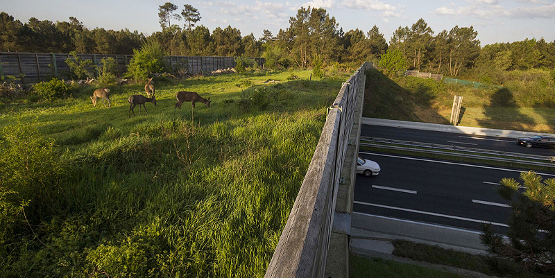 Comment circulent les animaux sur l'autoroute ?