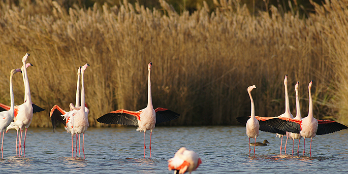 Le Parc Ornithologique de Pont de Gau