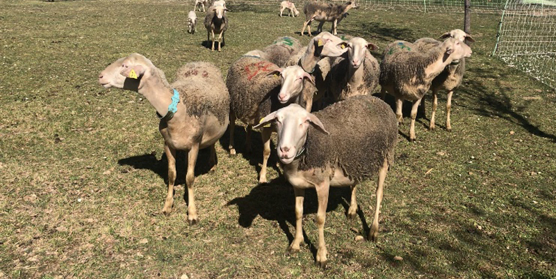La Ferme des Claux à Fayence