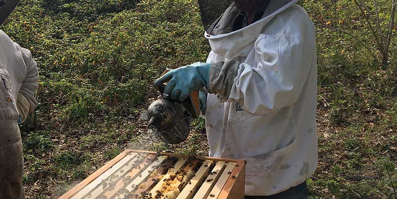 Le ''Rucher de Claron'' dans les Landes