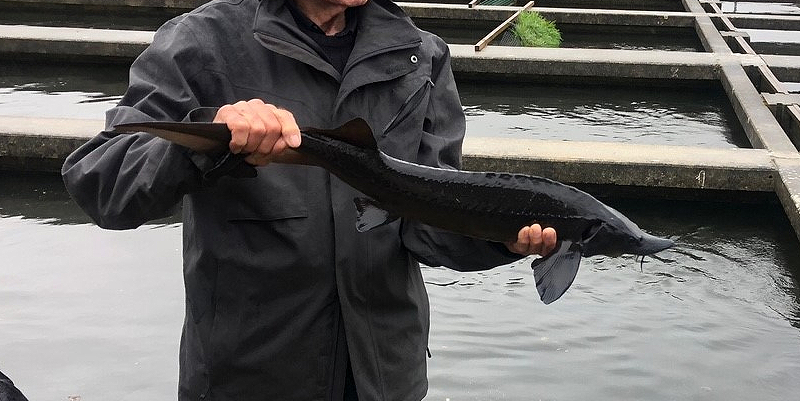 Du caviar dans le bassin d'Arcachon