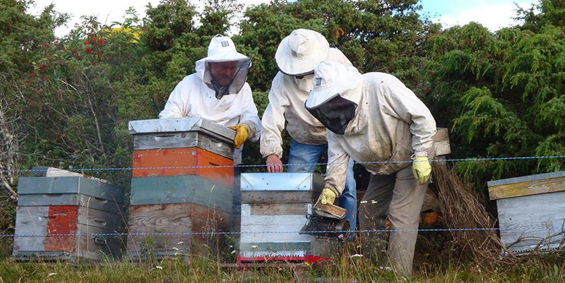 La fête de l'abeille