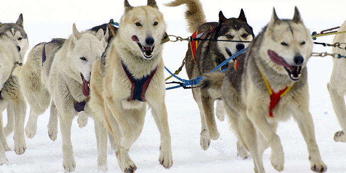 Chiens de traîneau à Peyragudes