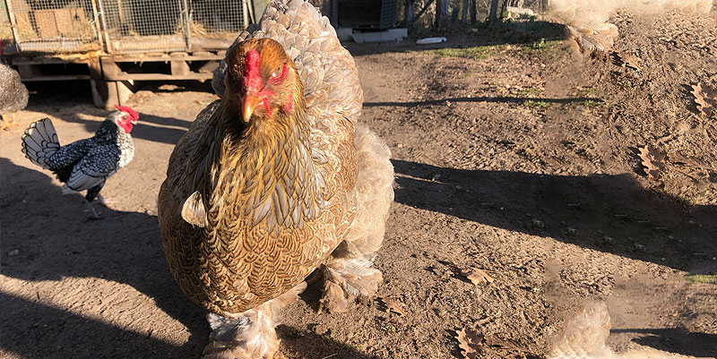 Bienvenue à la ferme découverte de Moustey