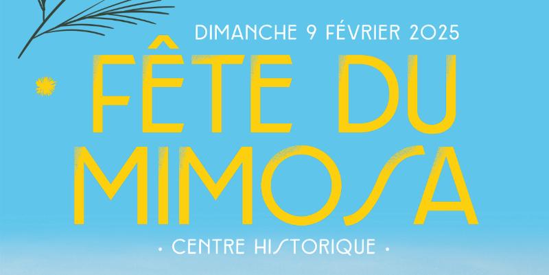 Biot : Un mimosa tout jaune sous un ciel bleu azur