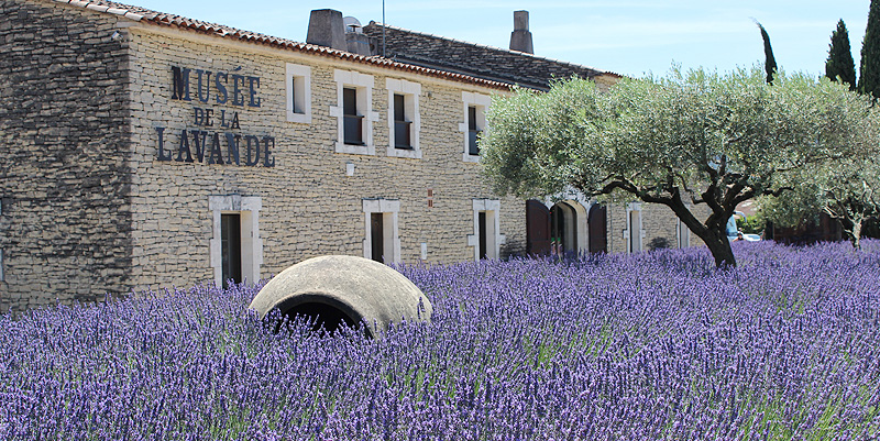 Le Musée de la Lavande près d'Avignon