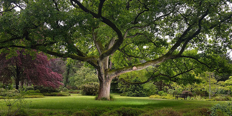 L'Arboretum des grandes Bruyères, au naturel