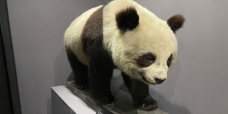 Des ours pas si mal léchés à La Rochelle