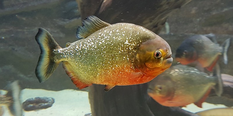L’Aquarium des Tropiques dans la Drôme