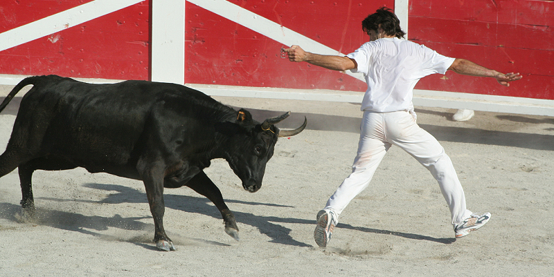 La course camarguaise au Grau-du-Roi