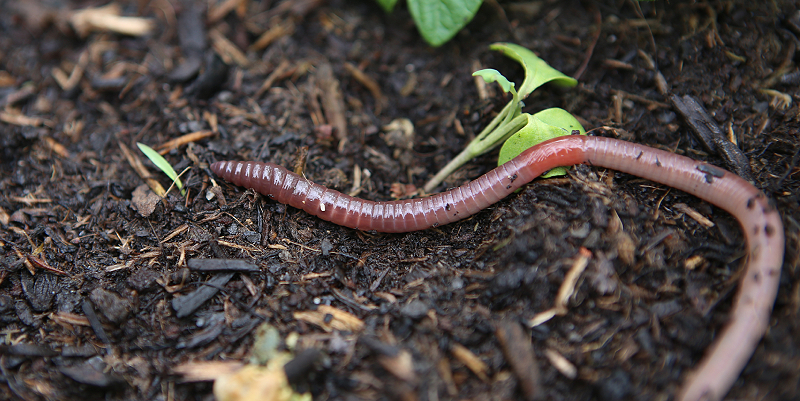 Compost : Allez les vers