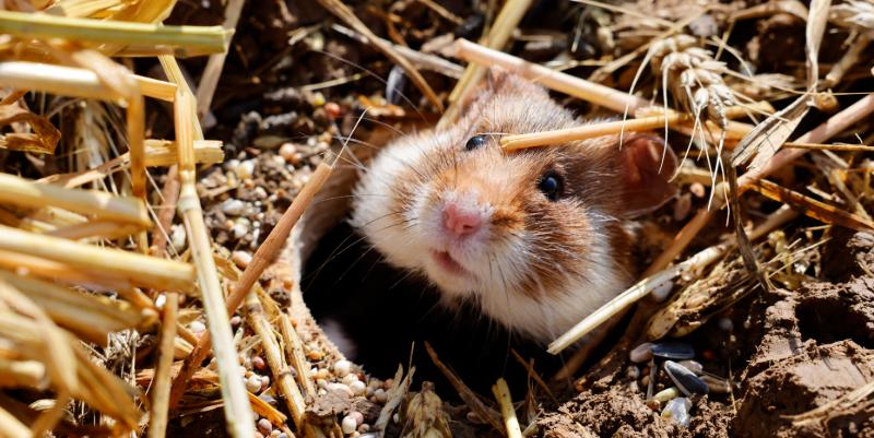 Grand hamster d’Alsace : une espèce protégée près de l’autoroute