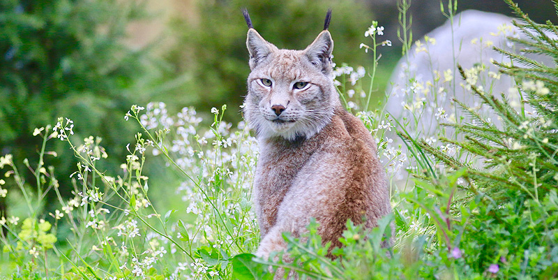 Le zoo de Labenne dans les Landes