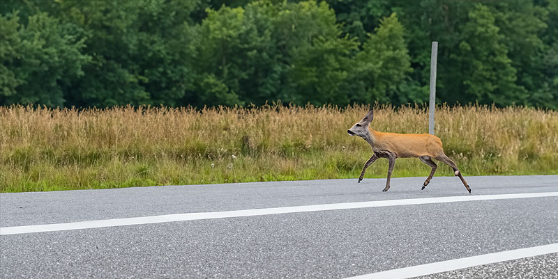 Le phénomène des chevreuils ''ivres'' au printemps