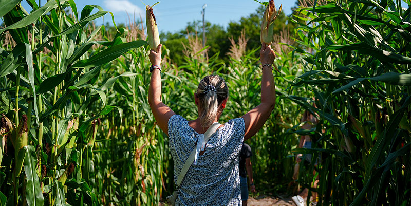 Un nouveau labyrinthe dans un champ de maïs à Parempuyre près de Bordeaux