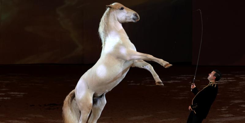 Cheval Passion 2025 : Masterclass, spectacles et nouveautés à Avignon