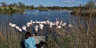 Le parc ornithologique du Pont de Gau : immersion pédagogique parmi les oiseaux camarguais