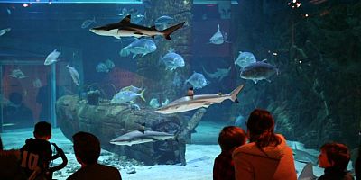 Requins et poissons tropicaux : découvrez la faune marine au Seaquarium du Grau-du-Roi