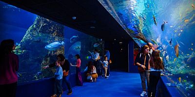 Plongez au cœur de la vie marine à Biarritz