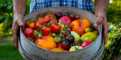 Balade au Conservatoire national de la tomate