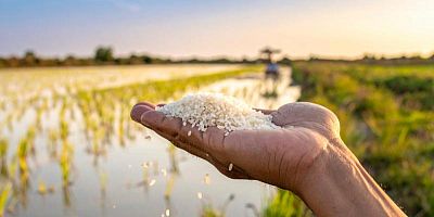 Le riz de Camargue incarne une alternative aux riz importés.
