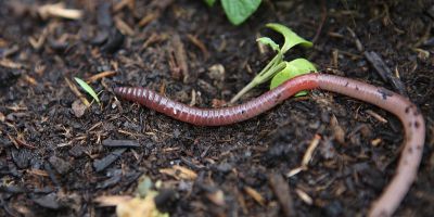 Compost : Allez les vers