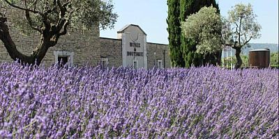 Musée de la Lavande Luberon : immersion au cœur d’un emblème de la Provence