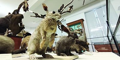 Sur la piste des mammifères : nouveau parcours au Muséum d'histoire naturelle de Montauban