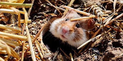 Grand hamster d’Alsace : une espèce protégée près de l’autoroute