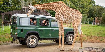 Safari VIP près de Nantes : une visite en petit comité pour mieux comprendre les animaux