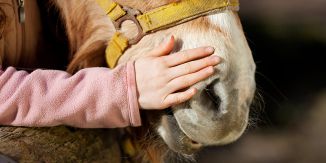 Etre heureux comme un cheval !